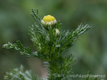 Flowers and leaves